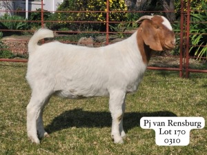 1X BOER GOAT STUD DOE GARSLAND BOERDERY