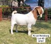 1X BOER GOAT FLOCK BUCK GARSLAND BOERDERY