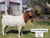 1X BOER GOAT FLOCK BUCK GARSLAND BOERDERY