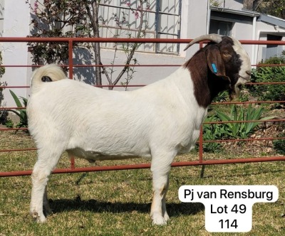 1X BOER GOAT FLOCK BUCK GARSLAND BOERDERY