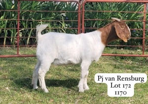 1X BOER GOAT STUD DOE GARSLAND BOERDERY