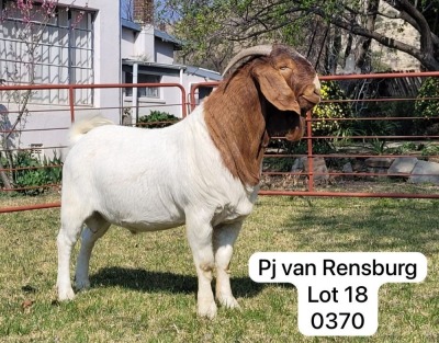 1X BOER GOAT FLOCK BUCK GARSLAND BOERDERY