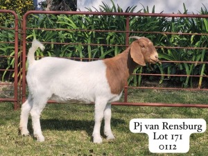 1X BOER GOAT FLOCK DOE GARSLAND BOERDERY