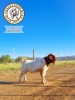 1X BOER GOAT FLOCK BUCK PRASPEREDE BOER GOAT STUD