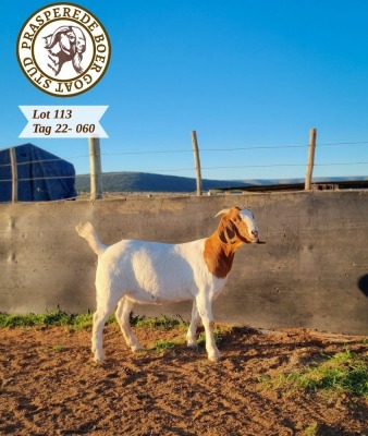 1X BOER GOAT FLOCK DOE PRASPEREDE BOER GOAT STUD