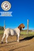 1X BOER GOAT STUD BUCK PRASPEREDE BOER GOAT STUD