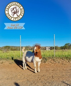 1X BOER GOAT FLOCK BUCK PRASPEREDE BOER GOAT STUD