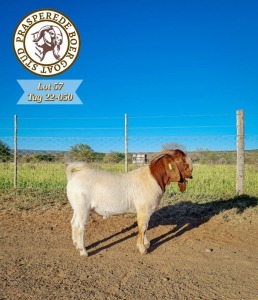 1X BOER GOAT BUCK PRASPEREDE BOER GOAT STUD