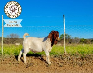 1X BOER GOAT STUD BUCK PRASPEREDE BOER GOAT STUD