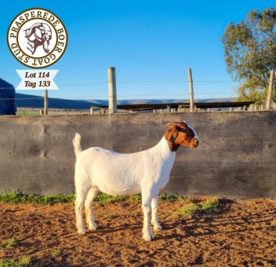 1X BOER GOAT FLOCK DOE PRASPEREDE BOER GOAT STUD