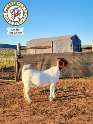 1X BOER GOAT FLOCK DOE PRASPEREDE BOER GOAT STUD