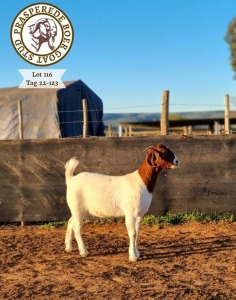 1X BOER GOAT FLOCK DOE PRASPEREDE BOER GOAT STUD