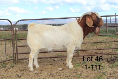 1X BOER GOAT FLOCK BUCK SAKKIE & NICKY NELL BOERBOKKE