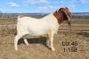 1X BOER GOAT FLOCK BUCK SAKKIE & NICKY NELL BOERBOKKE