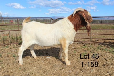 1X BOER GOAT FLOCK BUCK SAKKIE & NICKY NELL BOERBOKKE