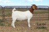 1X BOER GOAT STUD DOE SAKKIE & NICKY NELL BOERBOKKE