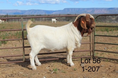 1X BOER GOAT FLOCK BUCK SAKKIE & NICKY NELL BOERBOKKE