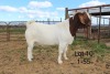 1X BOER GOAT FLOCK BUCK SAKKIE & NICKY NELL BOERBOKKE