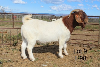 1X BOER GOAT FLOCK BUCK SAKKIE & NICKY NELL BOERBOKKE