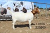 1X BOER GOAT FLOCK DOE SAKKIE & NICKY NELL BOERBOKKE