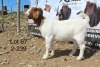 1X BOER GOAT FLOCK DOE SAKKIE & NICKY NELL BOERBOKKE