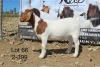 1X BOER GOAT FLOCK DOE SAKKIE & NICKY NELL BOERBOKKE