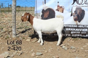 1X BOER GOAT FLOCK DOE SAKKIE & NICKY NELL BOERBOKKE