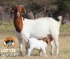 1+1X BOER GOAT FLOCK DOE THE FALLS BOER GOAT STUD