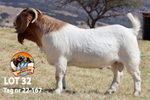 1X BOER GOAT FLOCK BUCK THE FALLS BOER GOAT STUD