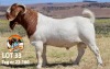 1X BOER GOAT STUD BUCK THE FALLS BOER GOAT STUD