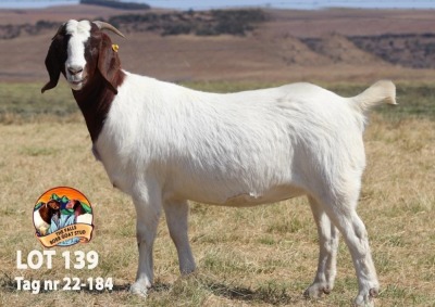 1X BOER GOAT FLOCK DOE THE FALLS BOER GOAT STUD