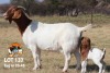 1+1X BOER GOAT FLOCK DOE THE FALLS BOER GOAT STUD