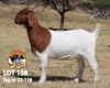 1X BOER GOAT FLOCK DOE THE FALLS BOER GOAT STUD