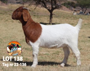 1X BOER GOAT FLOCK DOE THE FALLS BOER GOAT STUD