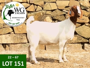 1X BOER GOAT FLOCK DOE WG JORDAAN BOERBOKSTOET