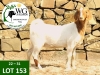 1X BOER GOAT FLOCK DOE WG JORDAAN BOERBOKSTOET