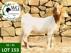 1X BOER GOAT FLOCK DOE WG JORDAAN BOERBOKSTOET