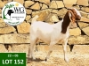 1X BOER GOAT FLOCK DOE WG JORDAAN BOERBOKSTOET