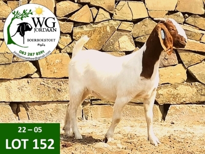 1X BOER GOAT FLOCK DOE WG JORDAAN BOERBOKSTOET