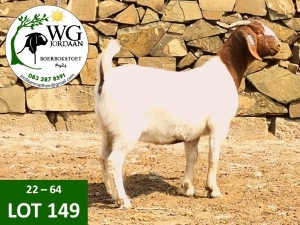 1X BOER GOAT FLOCK DOE WG JORDAAN BOERBOKSTOET