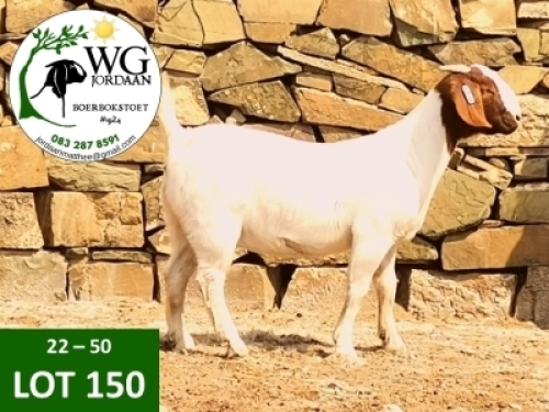 1X BOER GOAT STUD DOE WG JORDAAN BOERBOKSTOET
