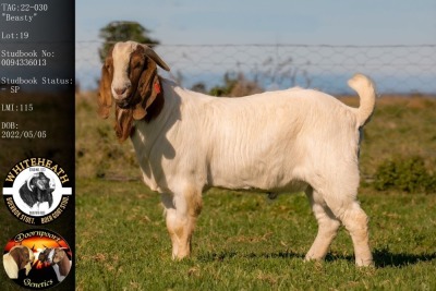 1X BOER GOAT FLOCK BUCK WHITEHEATH BOER GOAT STUD