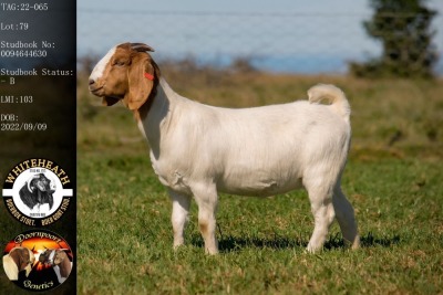 1X BOER GOAT FLOCK DOE WHITEHEATH BOER GOAT STUD