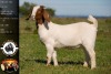 1X BOER GOAT FLOCK DOE WHITEHEATH BOER GOAT STUD