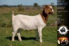 1X BOER GOAT FLOCK DOE WHITEHEATH BOER GOAT STUD