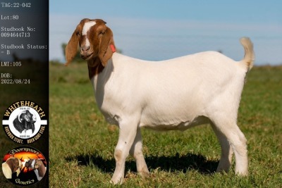 1X BOER GOAT FLOCK DOE WHITEHEATH BOER GOAT STUD