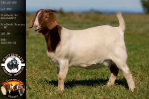 1X BOER GOAT FLOCK DOE WHITEHEATH BOER GOAT STUD