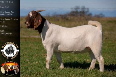 1X BOER GOAT FLOCK DOE WHITEHEATH BOER GOAT STUD