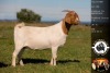 1X BOER GOAT FLOCK DOE WHITEHEATH BOER GOAT STUD