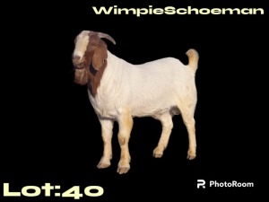 1X BOER GOAT BUCK WIMPIE SCHOEMAN BOERBOKSTOET